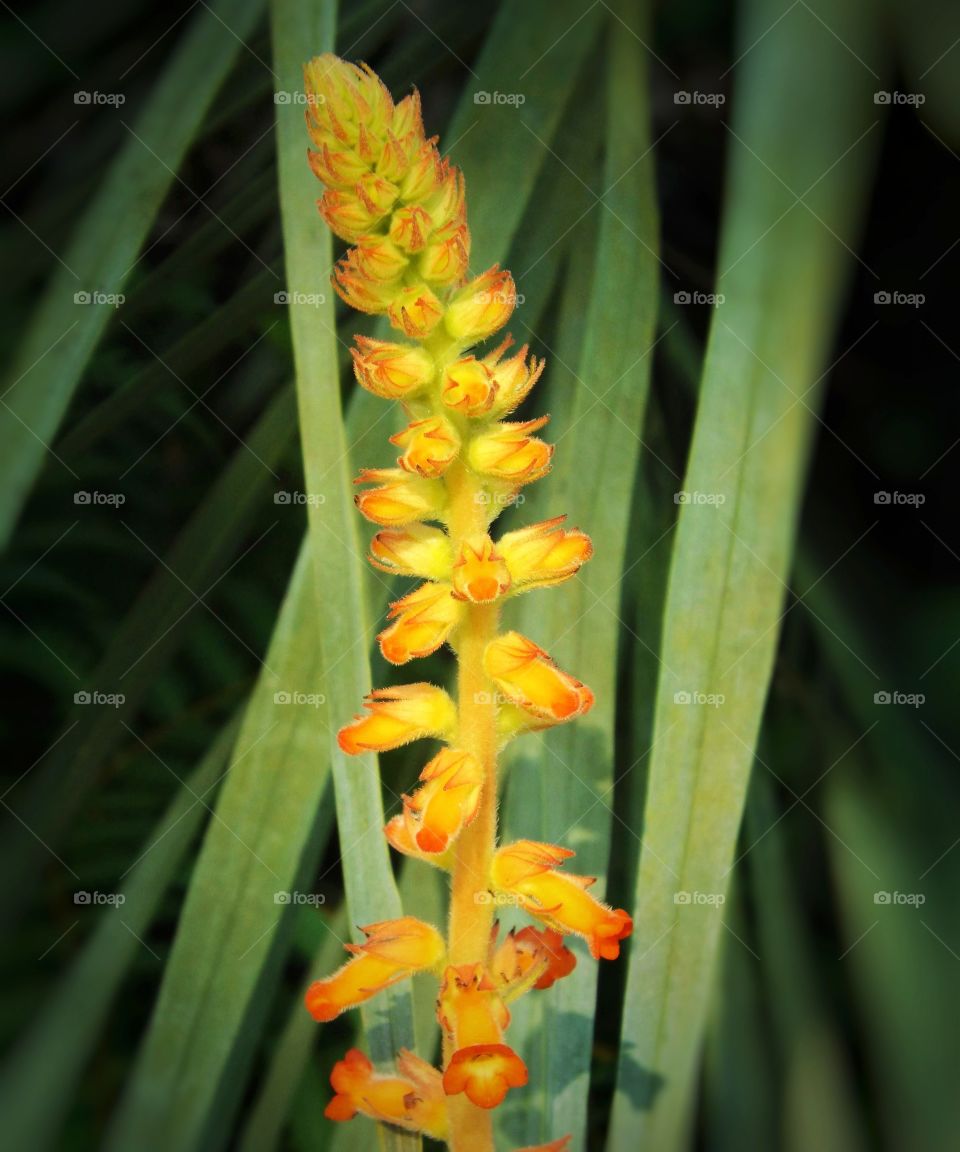 Flower Lachenalia