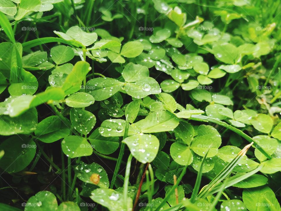 clover rain