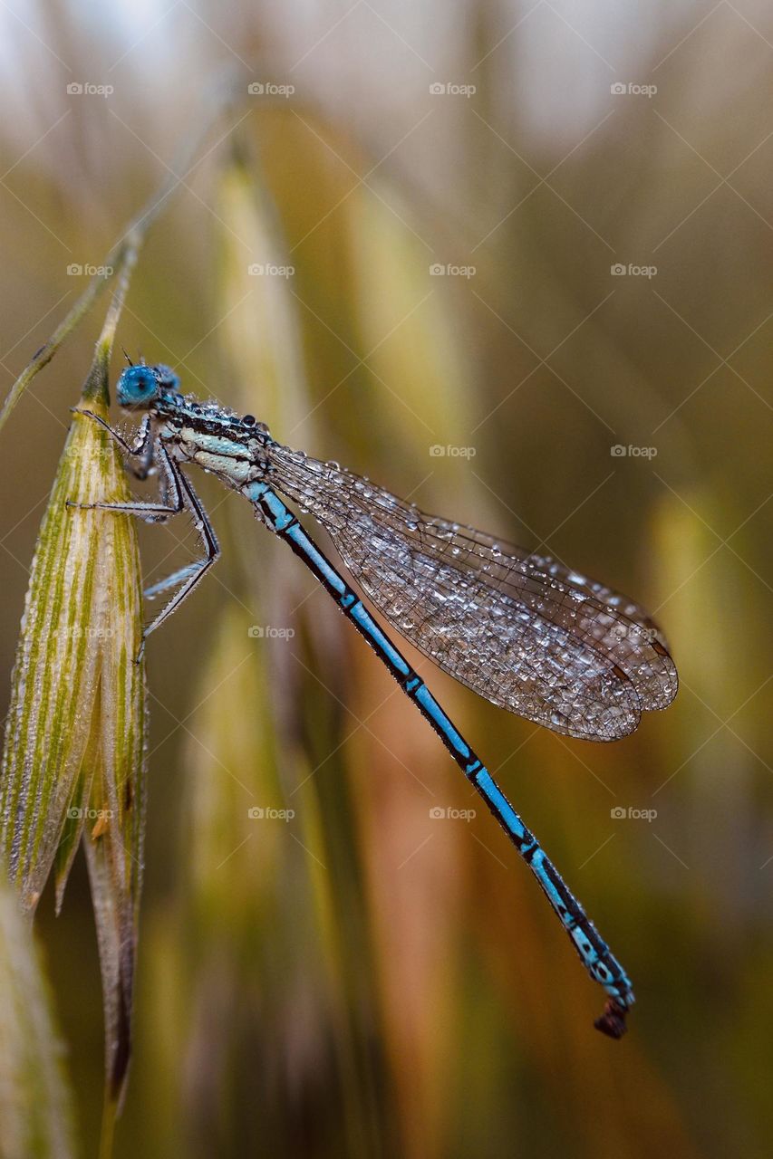 Damselfly in the morning 