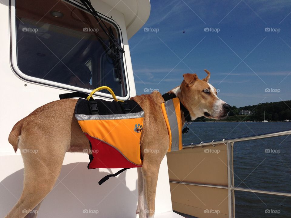 Sea dog. Dog in life jacket 