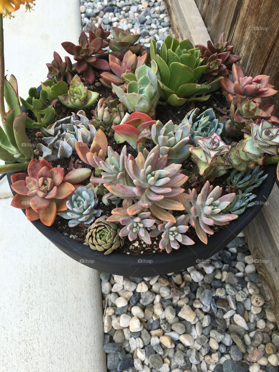 Pot of succulents 