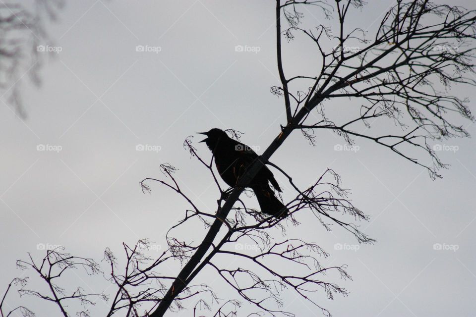 Bird chirping on branch