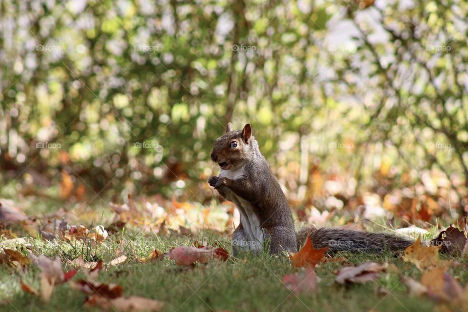 Squirrel Sitting Up