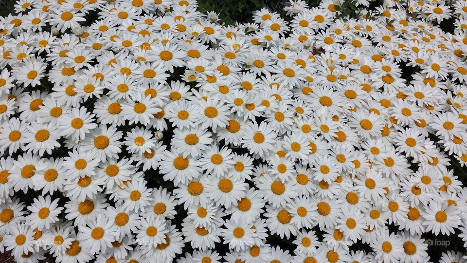 Full frame shot of daisy flowers