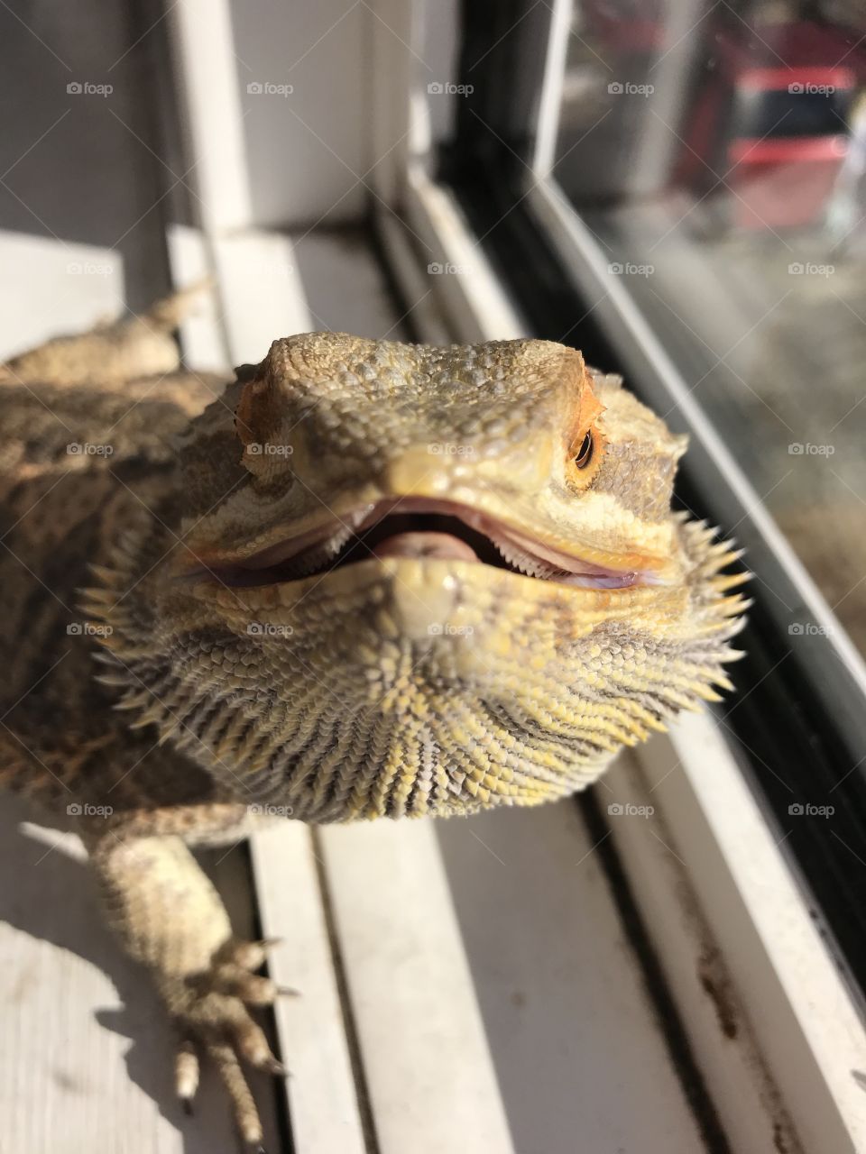 Bearded Dragon Smile 