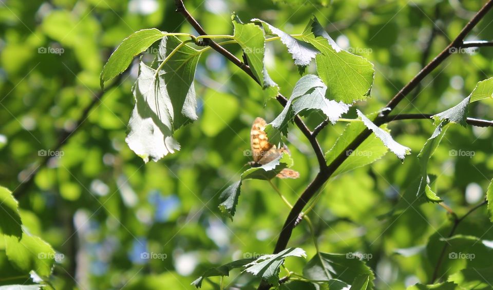 Butterfly on a small branch of a green leaf
