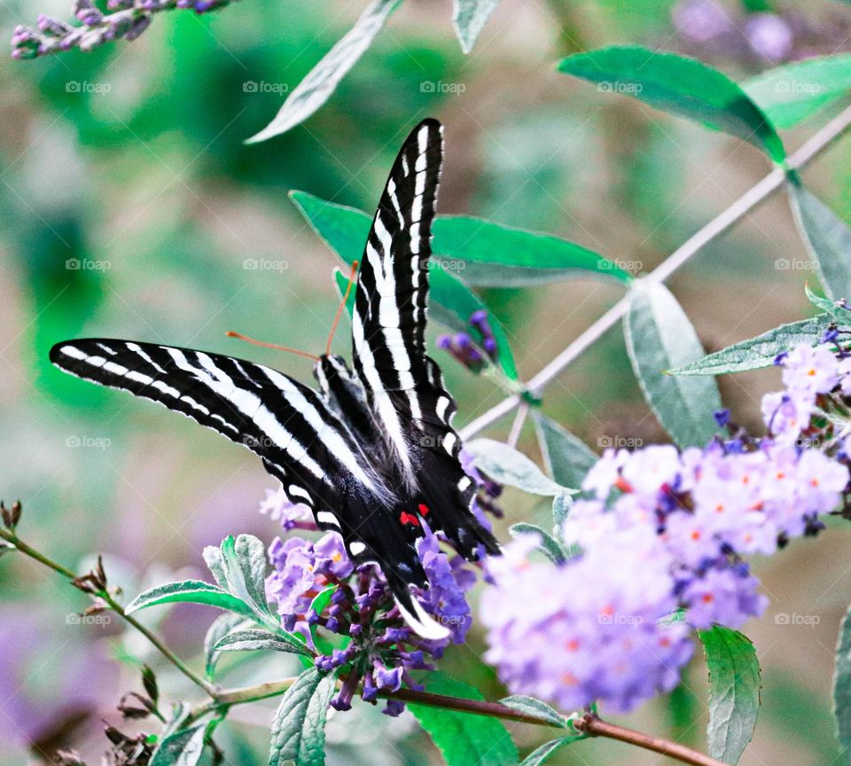 zebra butterfly