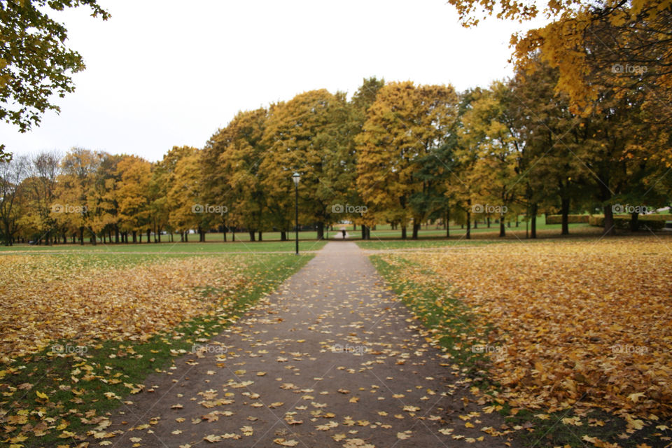 tree park autumn walking by nader_esk