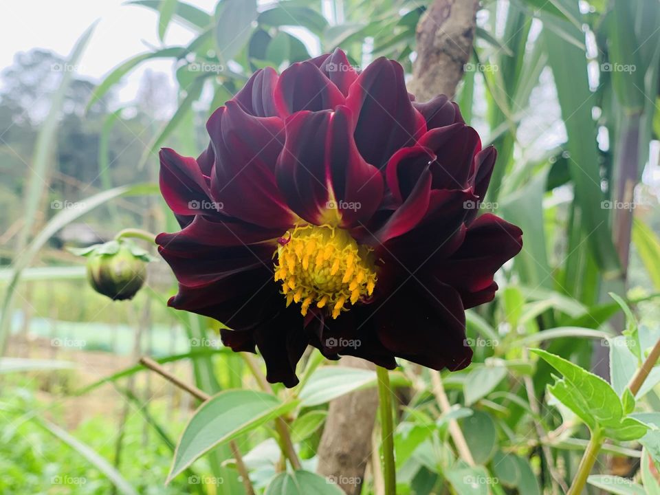 beautiful red  flower