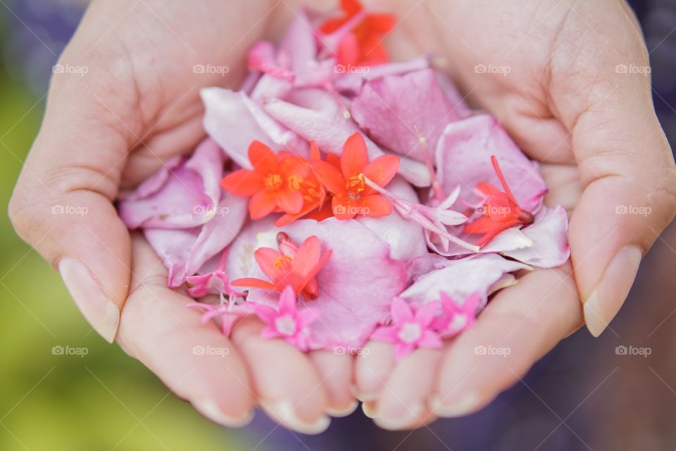 Flower, Nature, Beautiful, Love, Flora