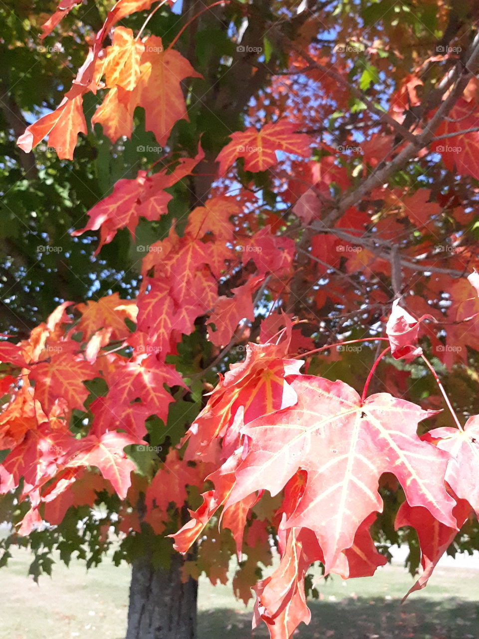 red maple