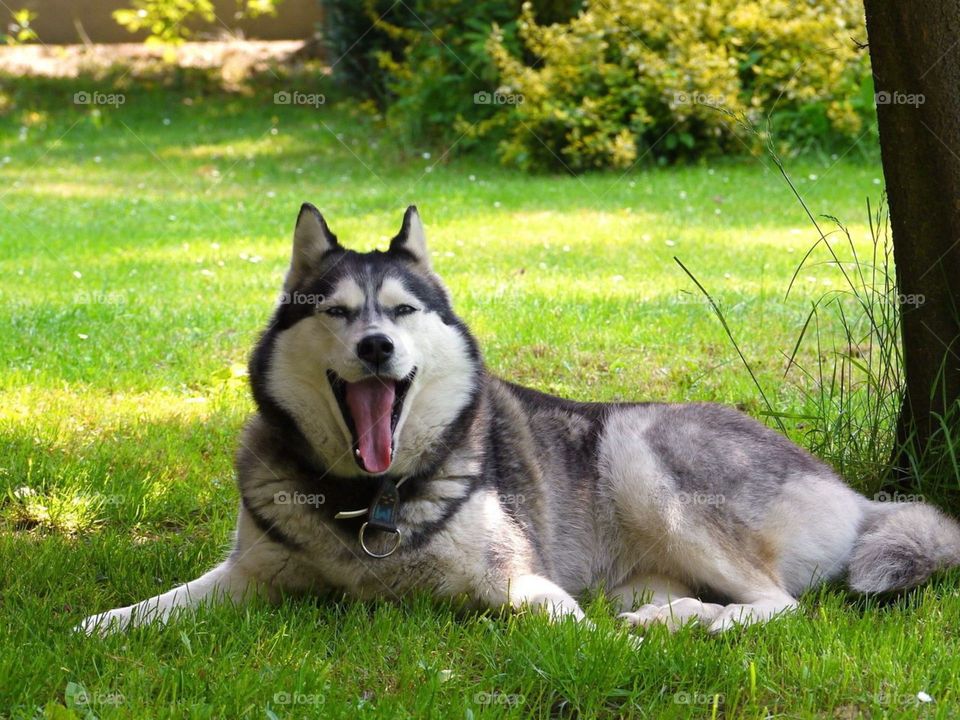 the wolf is lifs in the nature