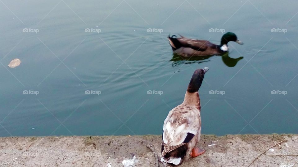 beautiful ducks