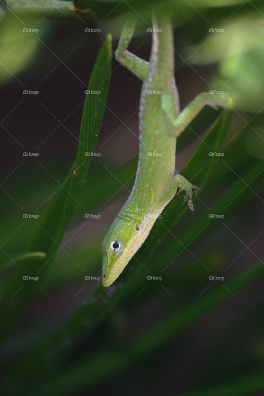 green Florida lizard