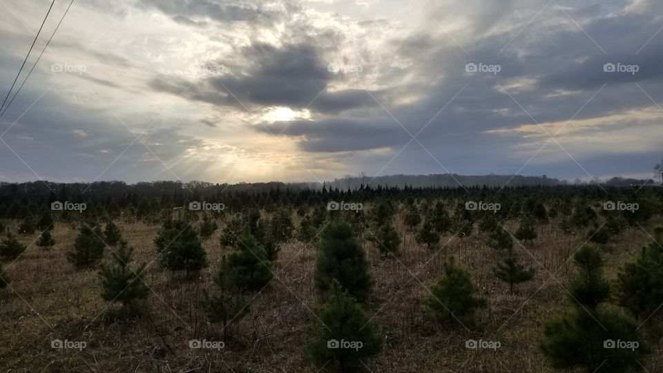 Pine Tree Farm