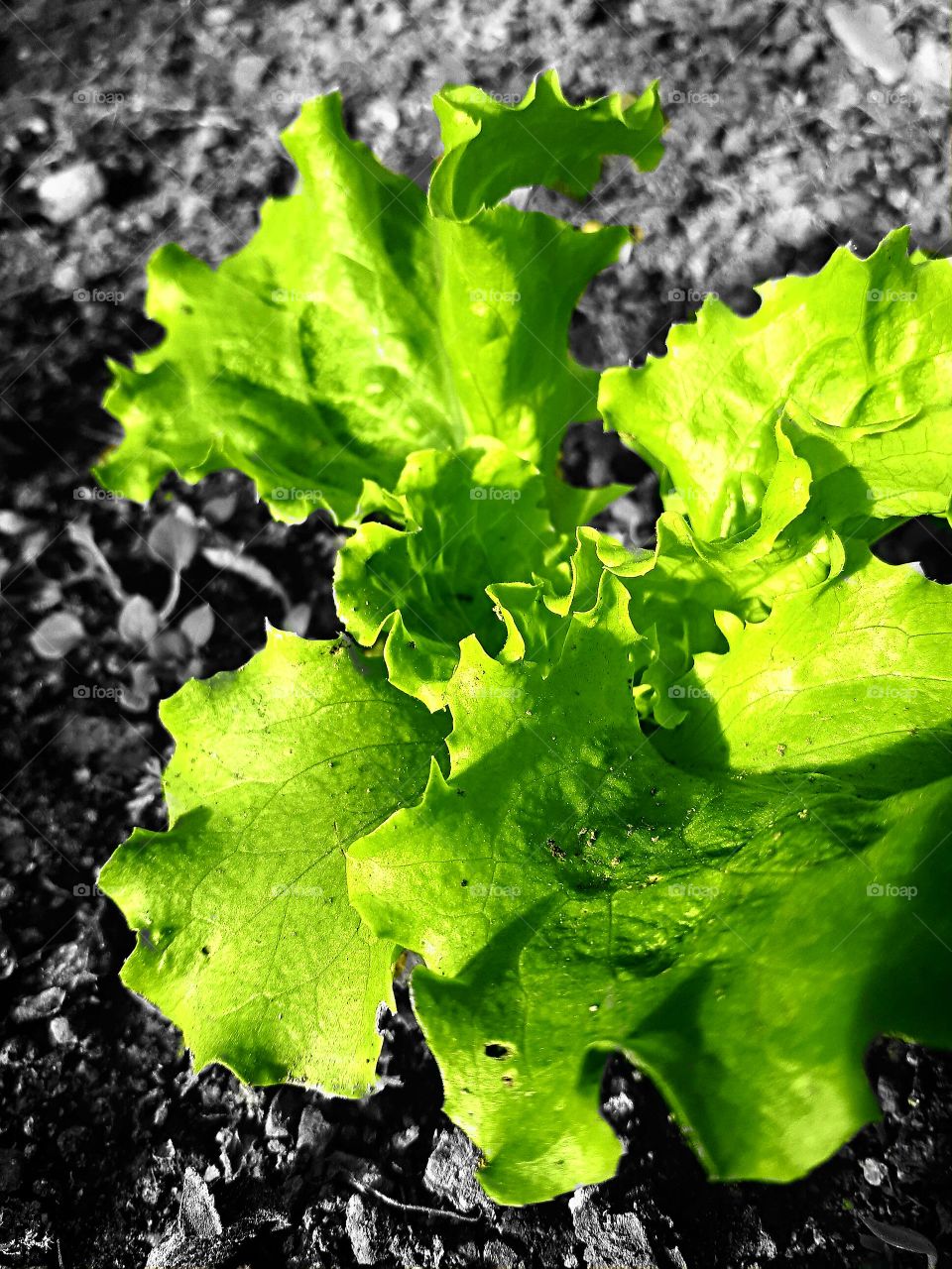 The green salad in the greenhouse just begins to grow.