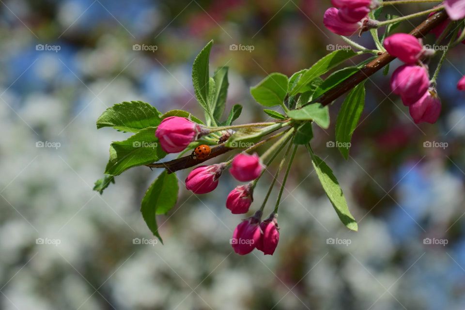 Red Ladybird sitting on the branch of blooming in spring apple tree