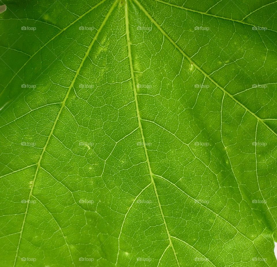 Green leaf veins maple