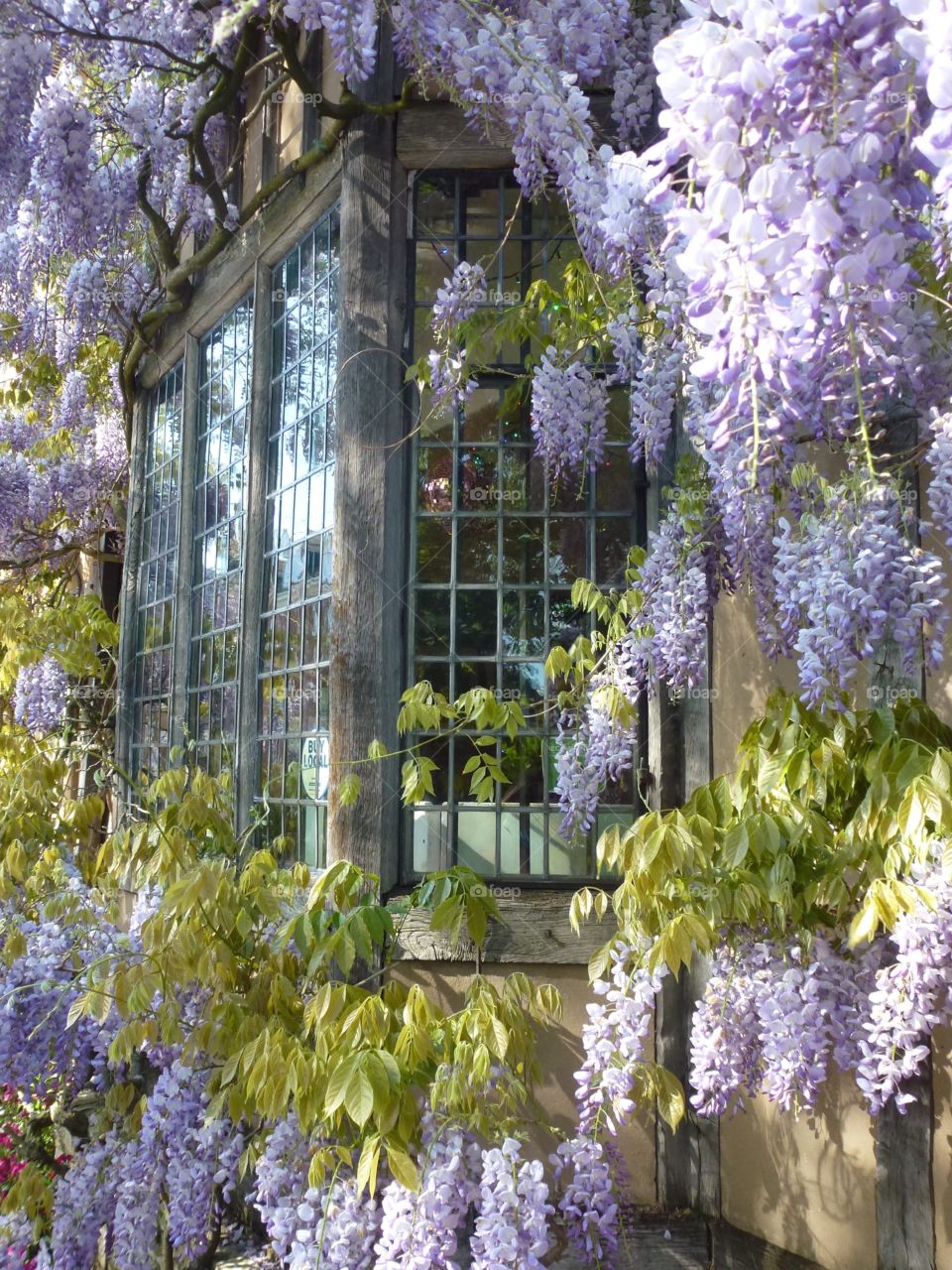 Window with wisteria sinesis
