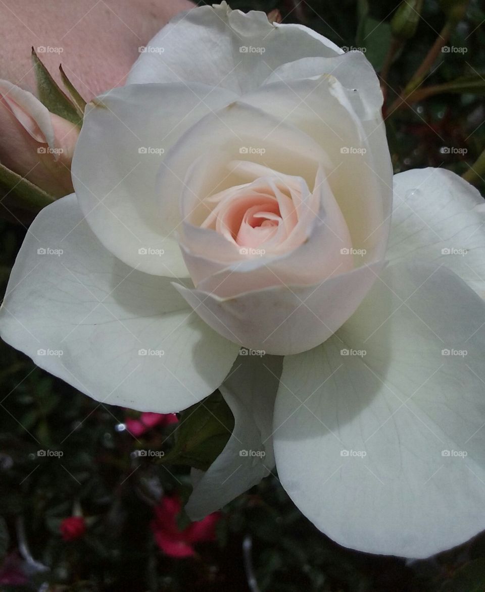 A rose petal so large, light pink and velvety perfect it begged for the camera's caress.