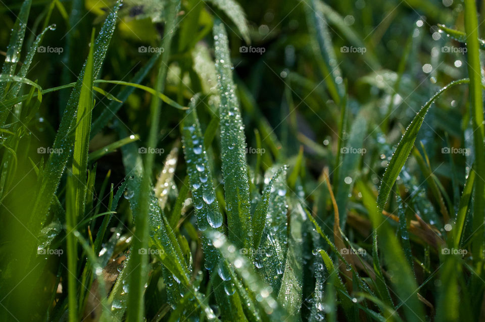 Dew on the grass in the morning