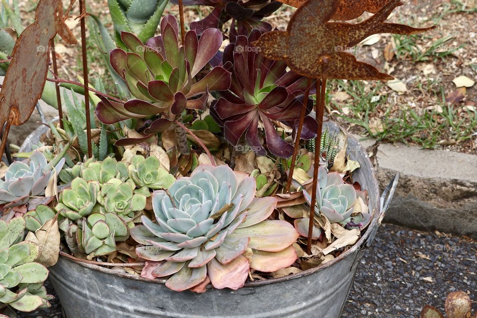 Variety of succulent plants in old tin bucket Paul with rusty nature theme plant stakes 