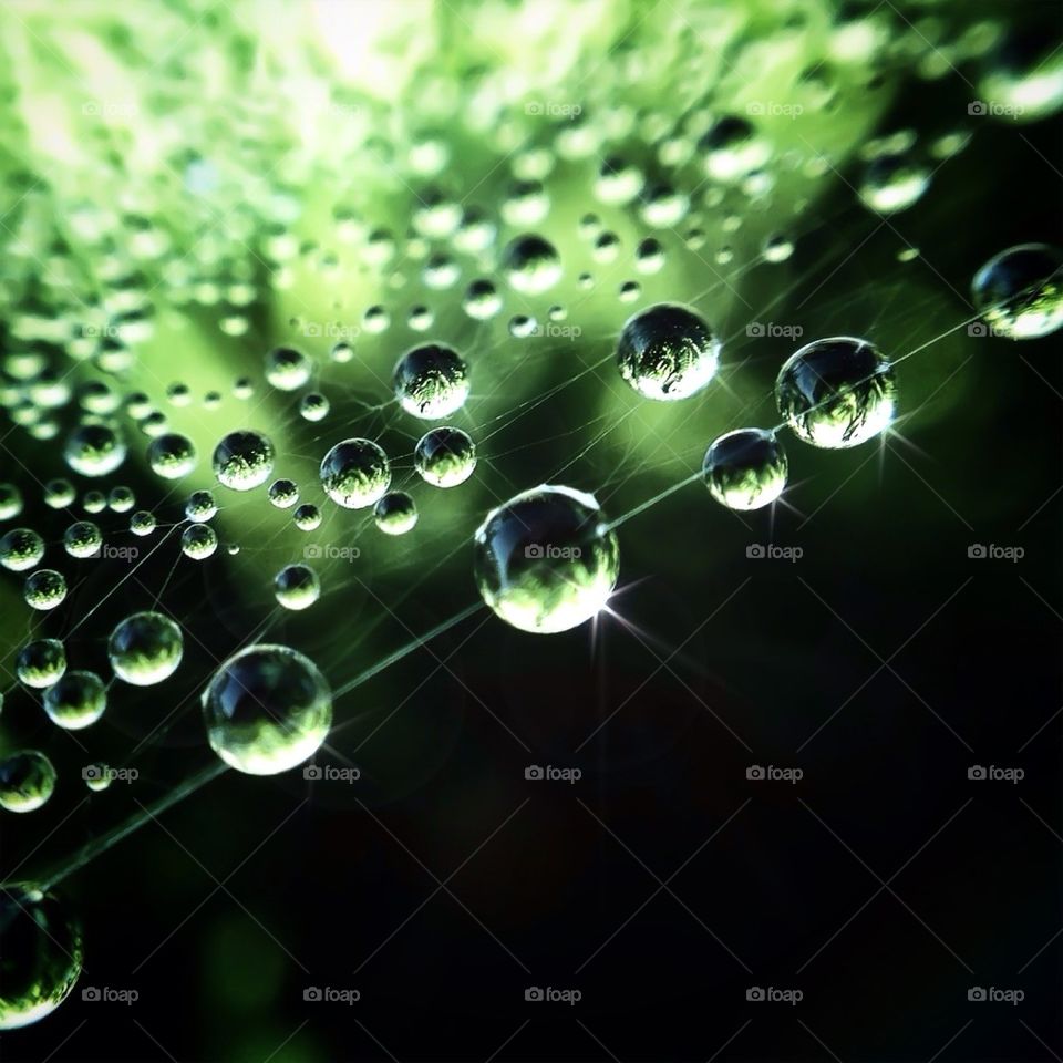 green nature dew rain by ohhlookabunny