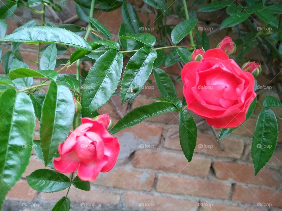 Red wild roses