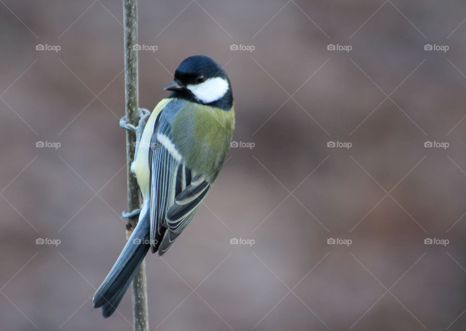 Great Tit