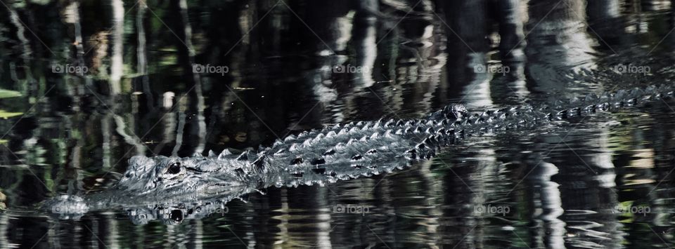 Alligator Everglades Florida 
