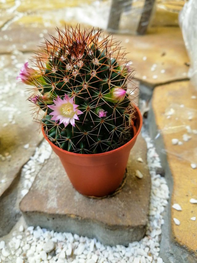 Cactus