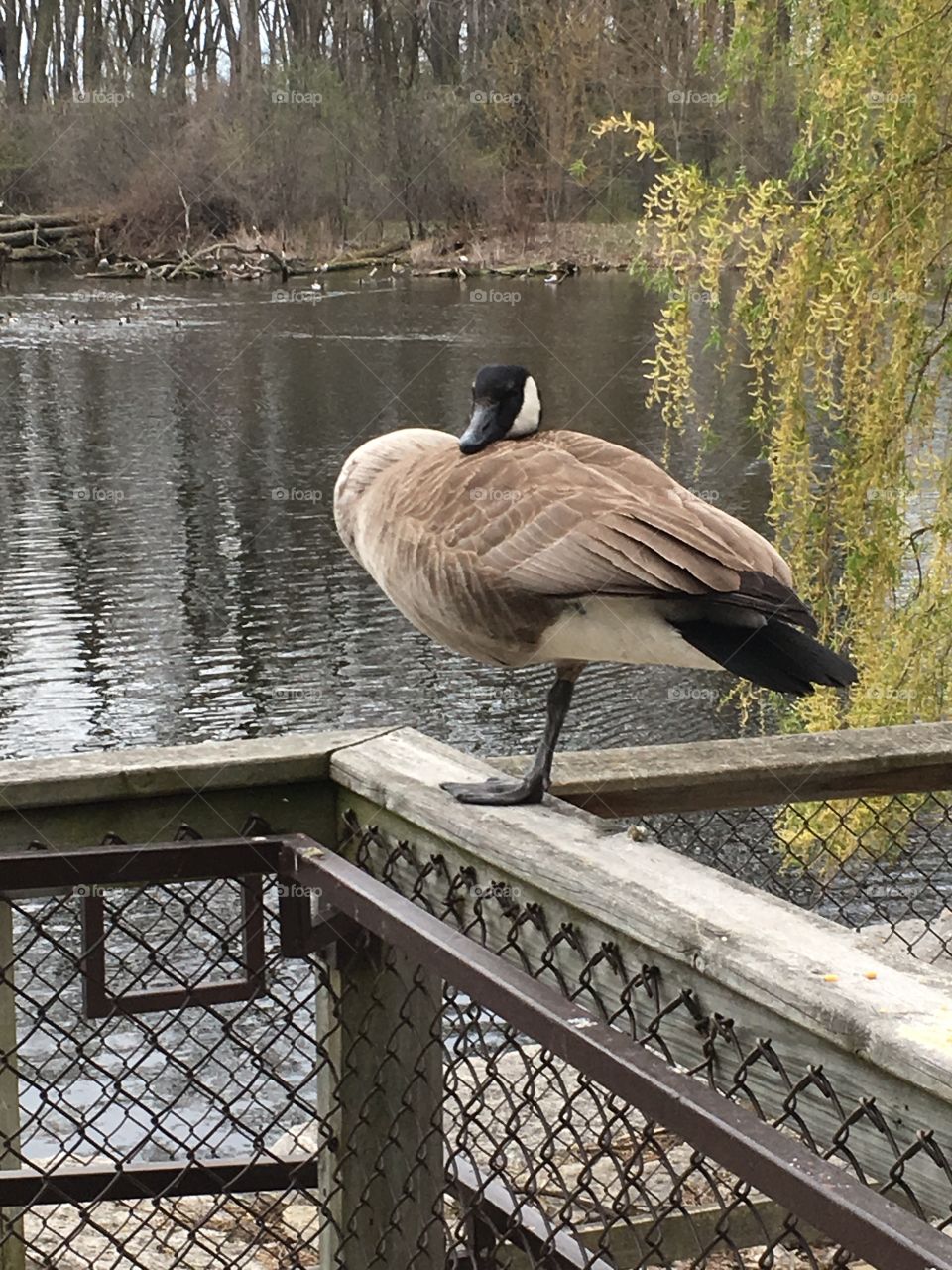 Goose on One Leg