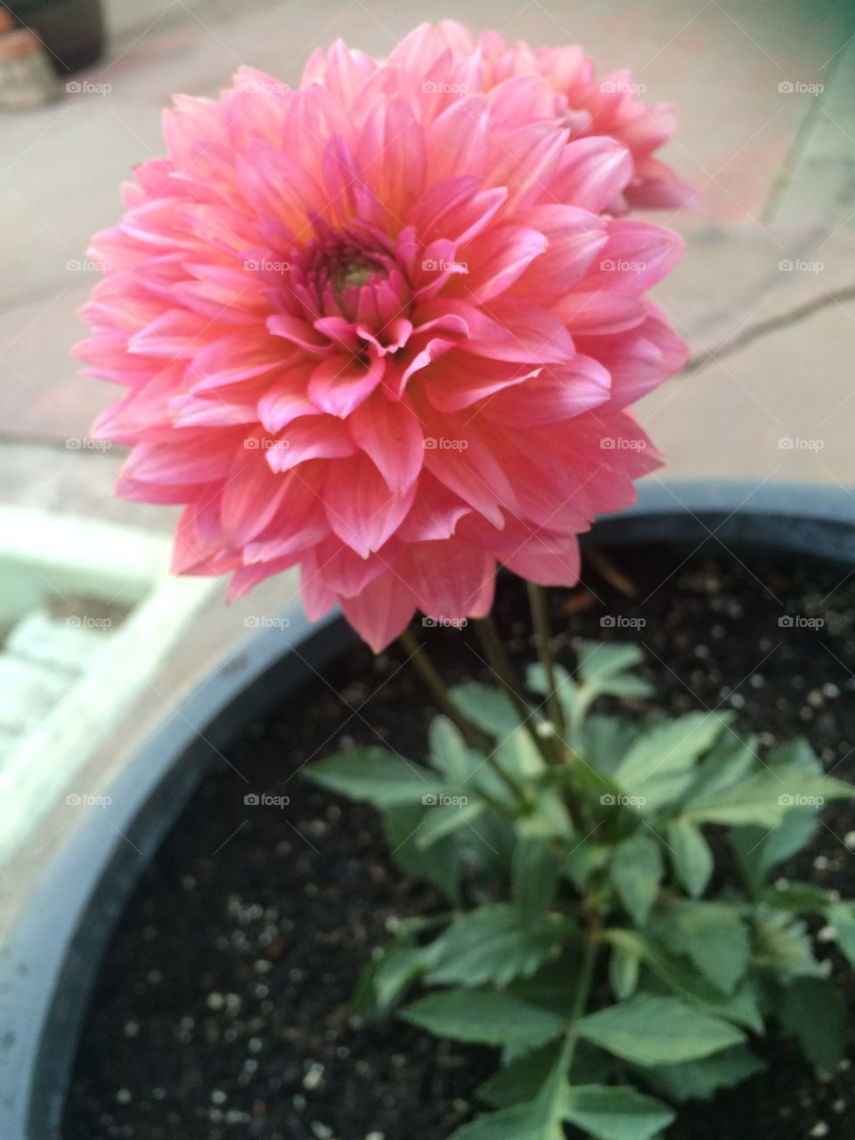 Beautiful vibrant flower