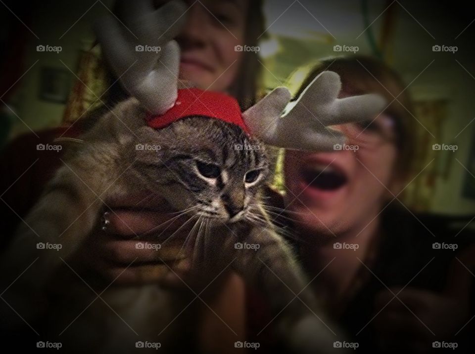 Happy Holiday Cat