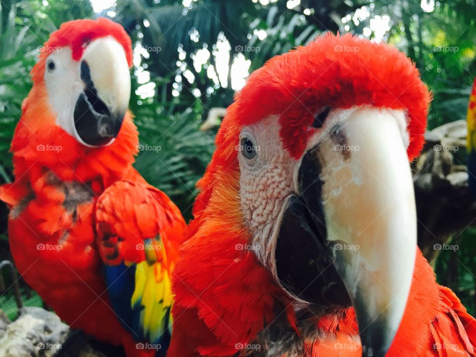 Macaw Selfie (Taken with a selfie stick) 