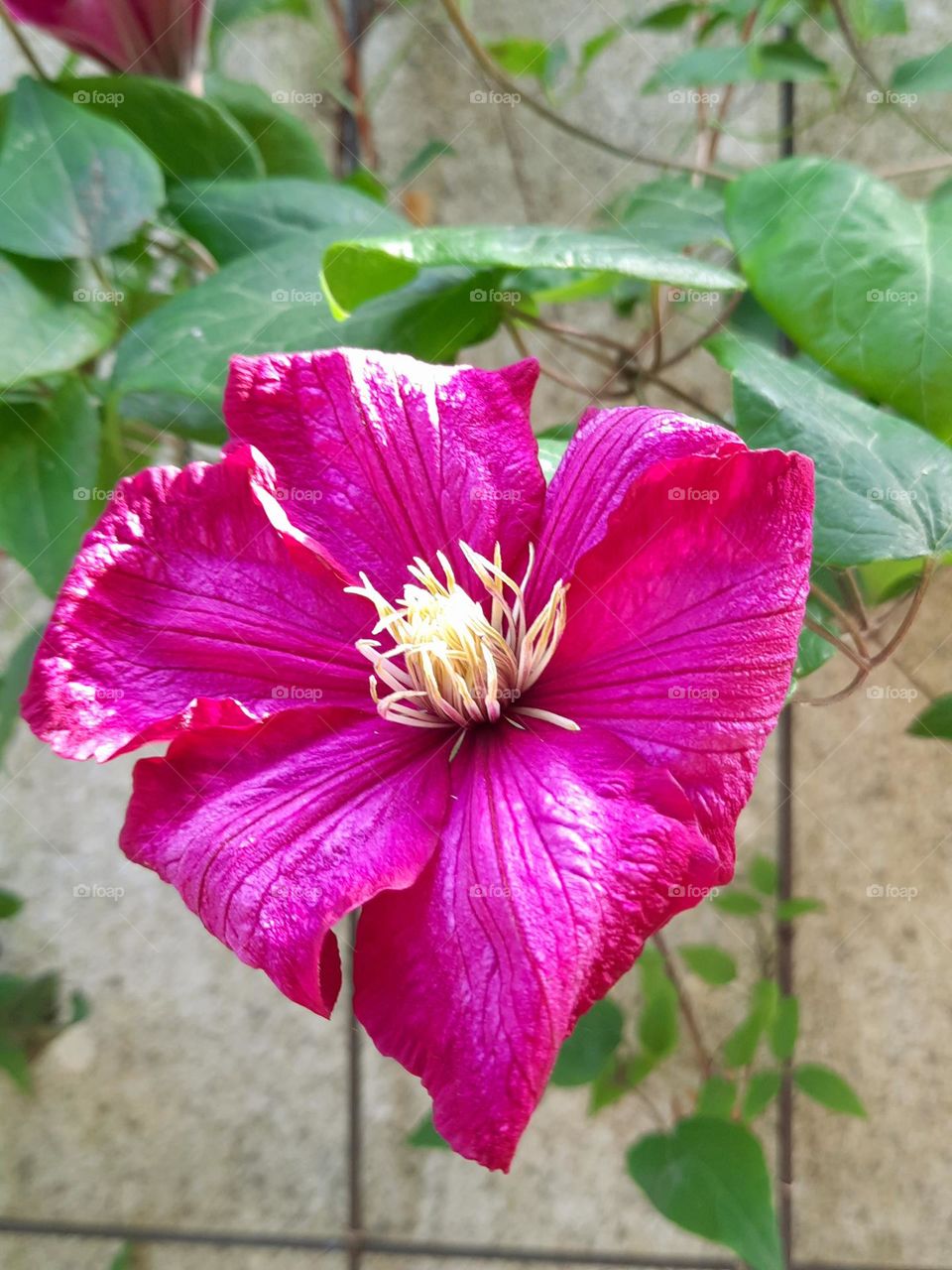 magenta spring clematis