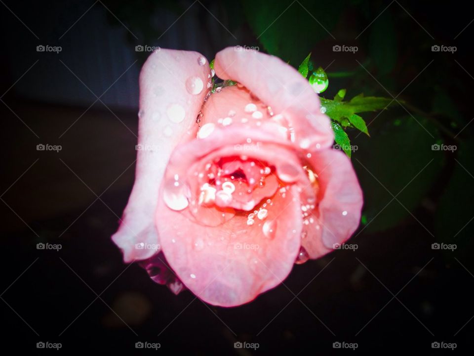 Pink Rose