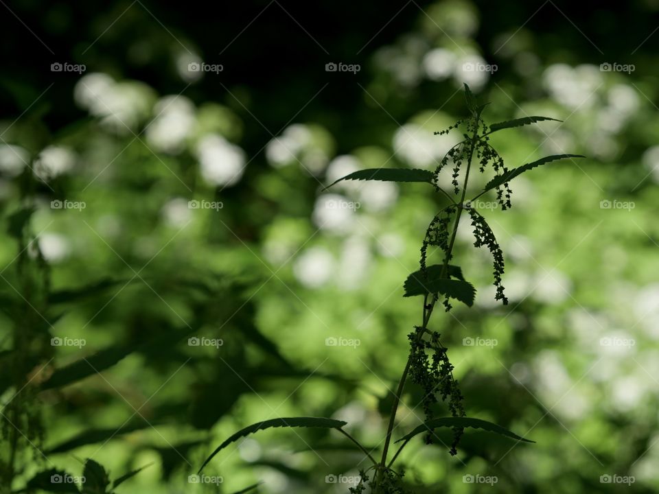 Nettle in forest background defocus shilouette