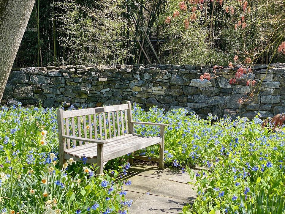 A park bench in a garden surrounded by Virginia bluebells