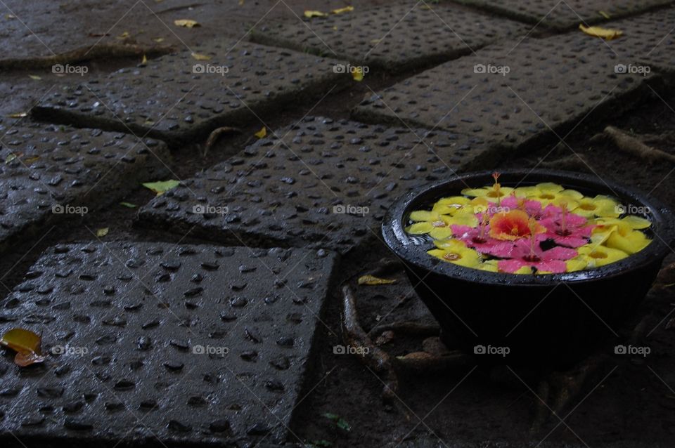 Garden flowers