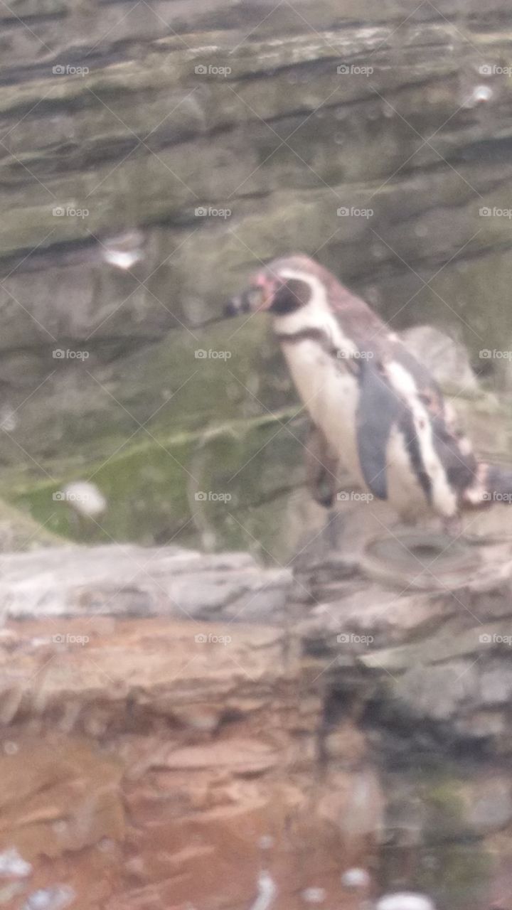 penguin