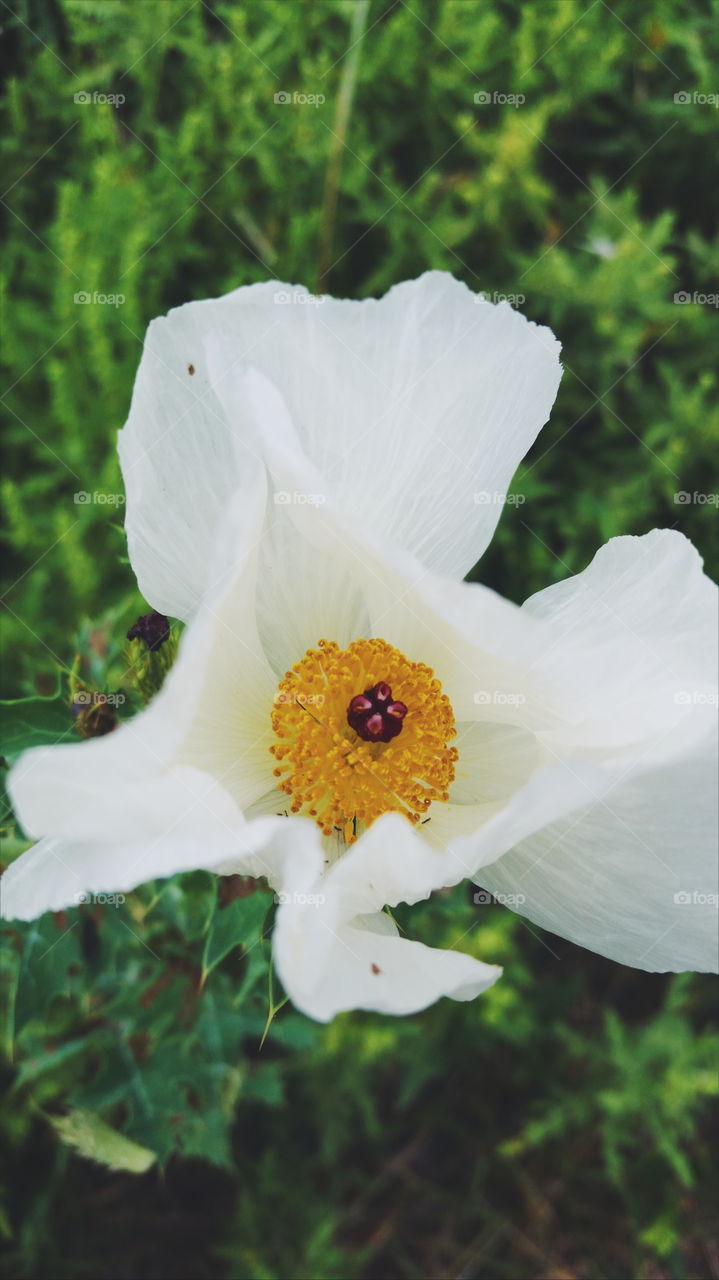 The petals and interior of a lovely white flower.