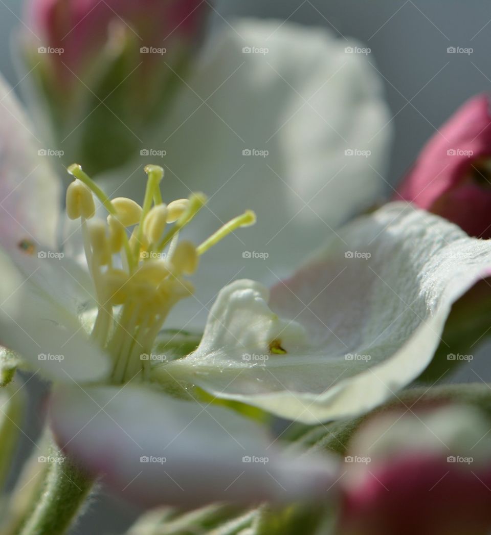 apple blossom center closeup