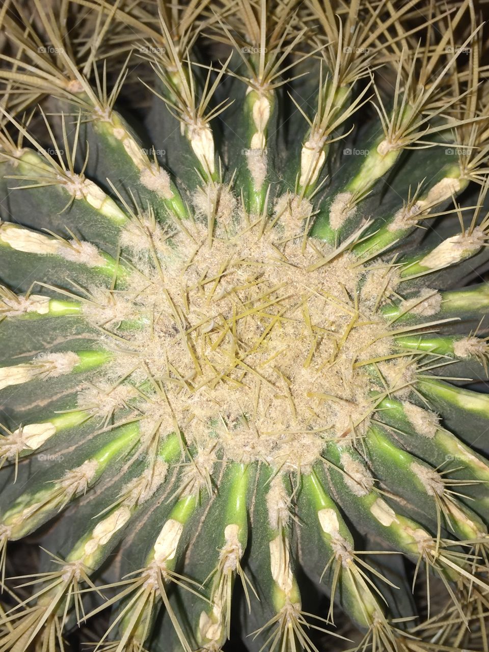 🌵 cactus