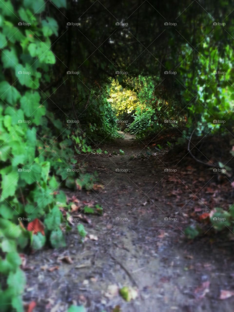 hidden tunnel of vines
