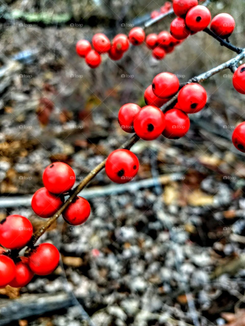 red berries