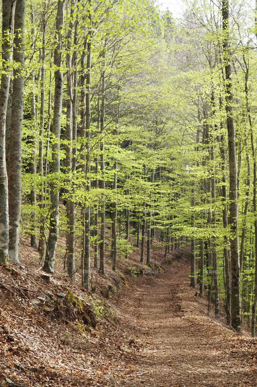 forest