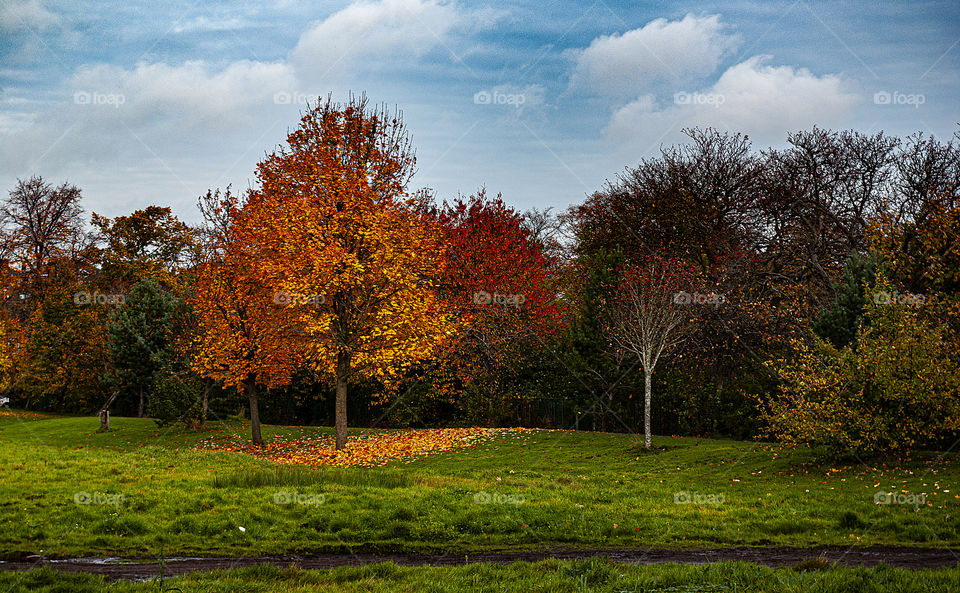 Colorful autumn trees