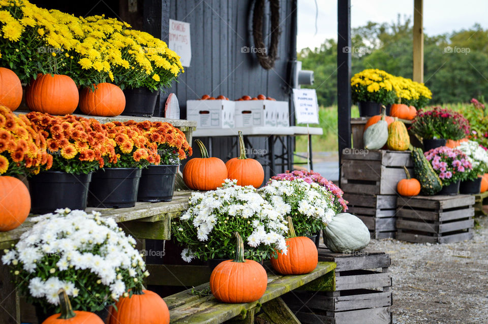 Rows of potted mums and pumpkins on display at a farmer's market outdoors