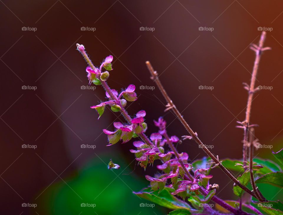 The tip of the basil tree - display - baby pink 